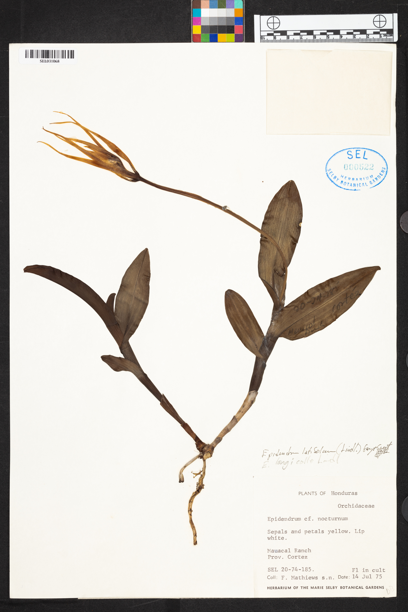 Epidendrum angustilobum image