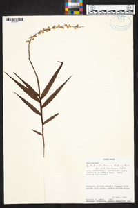 Epidendrum laucheanum image