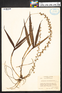 Epidendrum laucheanum image