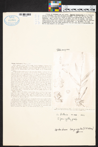 Epidendrum longicaule image