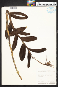 Epidendrum longicaule image
