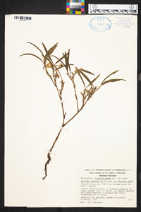 Epidendrum lignosum image