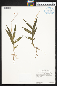 Epidendrum longicaule image