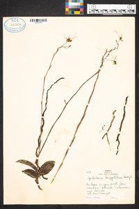 Epidendrum longipetalum image