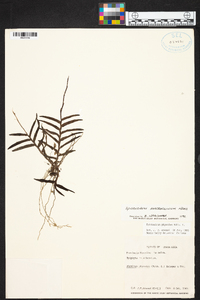 Epidendrum macroclinium image