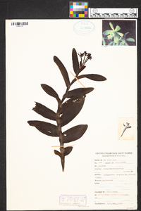 Epidendrum trianthum image