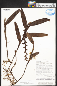 Epidendrum nitens image