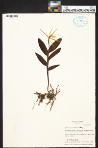 Epidendrum nocturnum image