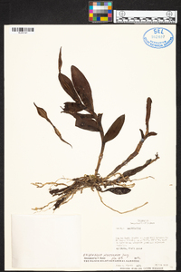 Epidendrum nocturnum image