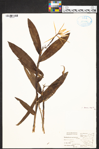 Epidendrum nocturnum image