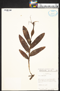 Epidendrum nocturnum image