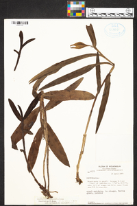 Epidendrum nocturnum image