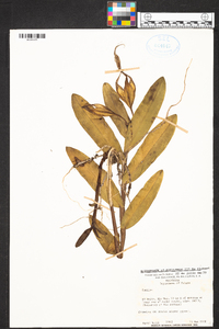 Epidendrum nocturnum image