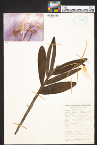 Epidendrum nocturnum image