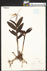 Epidendrum nocturnum image