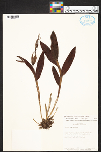 Epidendrum nocturnum image