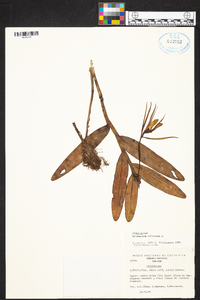 Epidendrum nocturnum image