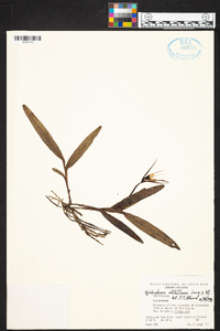 Epidendrum nocturnum image