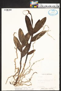 Epidendrum nocturnum image