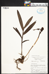 Epidendrum nocturnum image