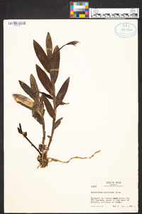 Epidendrum nocturnum image