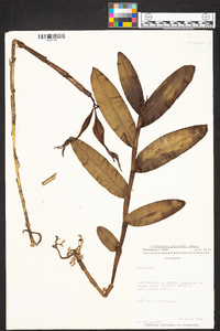 Epidendrum nocturnum image