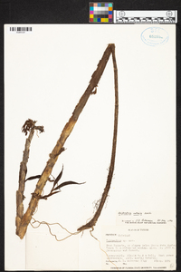 Epidendrum notabile image