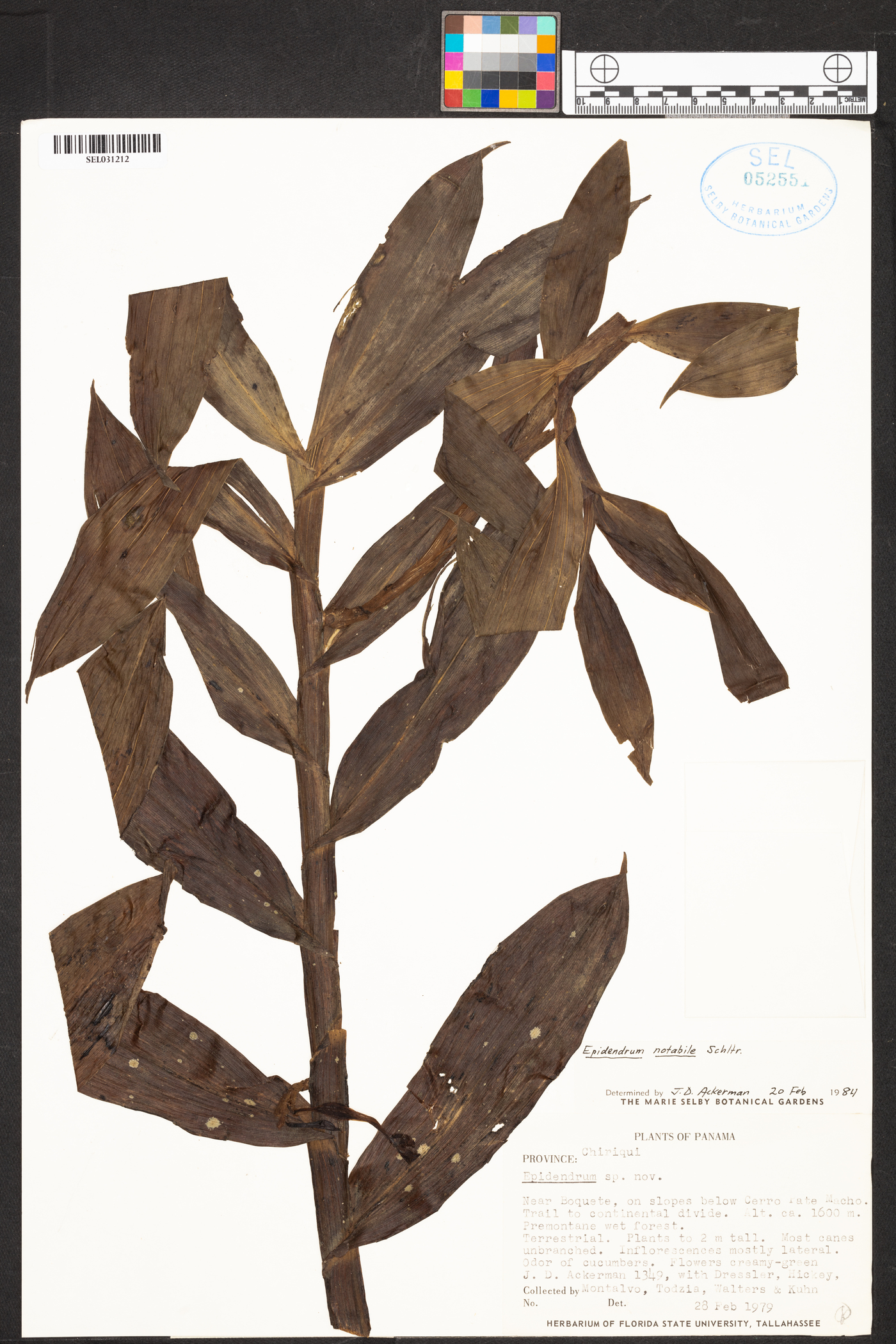 Epidendrum notabile image