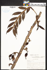Epidendrum notabile image