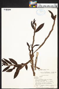 Epidendrum notabile image