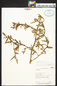 Epidendrum nutantirhachis image