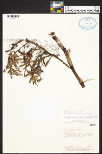 Epidendrum nutantirhachis image