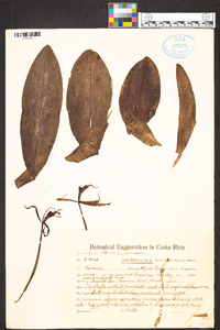 Epidendrum lacustre image