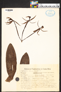 Epidendrum lacustre image