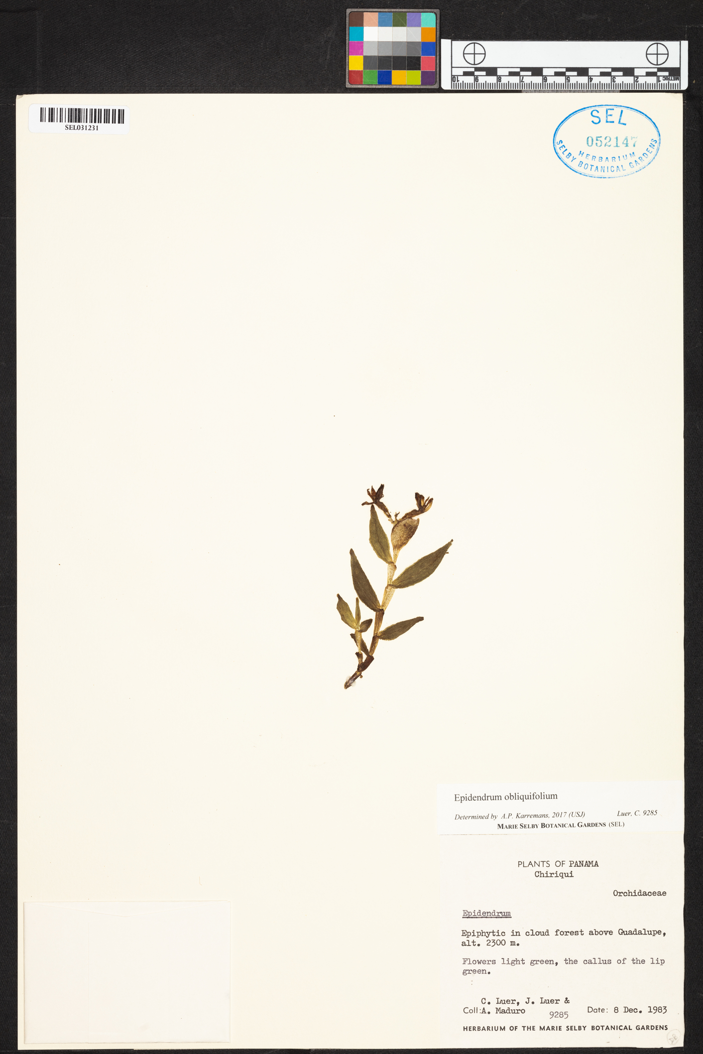 Epidendrum obliquifolium image