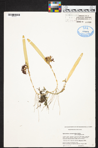 Epidendrum octomerioides image