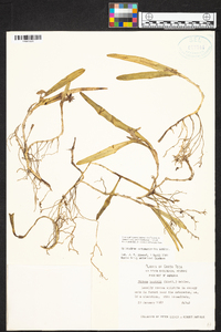 Epidendrum octomerioides image