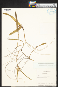 Epidendrum octomerioides image