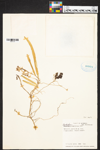 Epidendrum octomerioides image