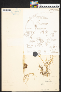 Epidendrum octomerioides image