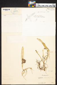 Epidendrum octomerioides image