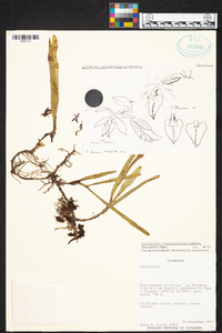 Epidendrum octomerioides image