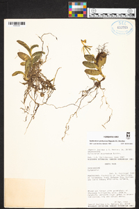 Epidendrum pachyceras image
