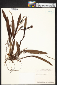 Epidendrum pallens image