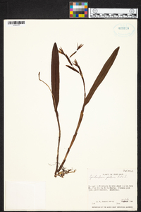 Epidendrum pallens image