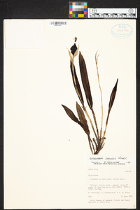 Epidendrum pallens image