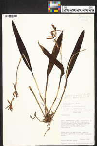 Epidendrum pallens image