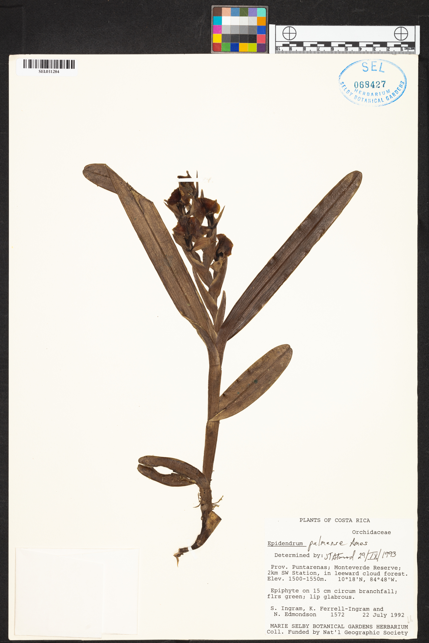 Epidendrum magnibracteatum image