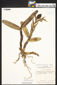 Epidendrum magnibracteatum image