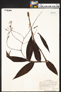 Epidendrum paniculatum image